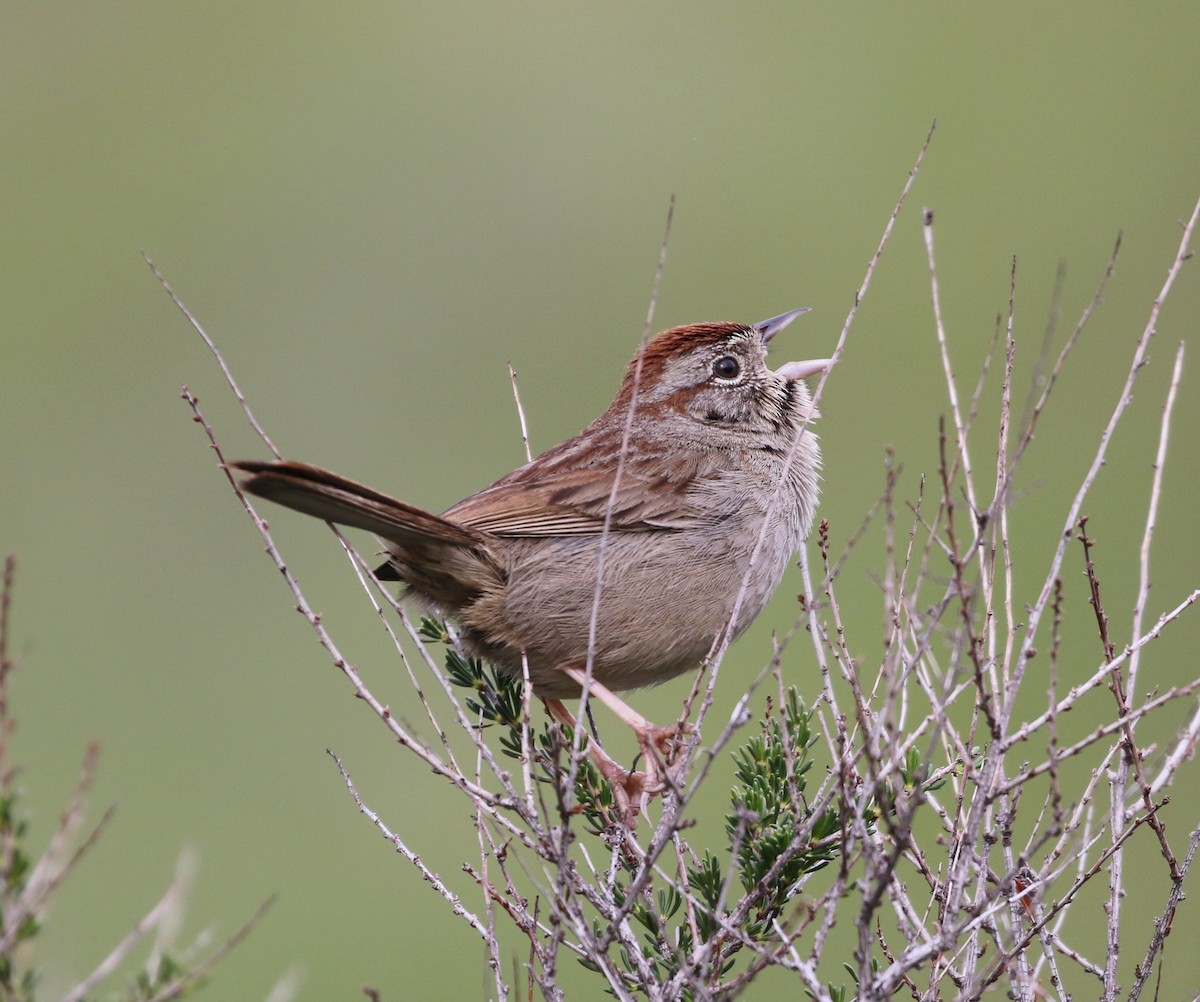 Rufous-crowned Sparrow - ML143259551