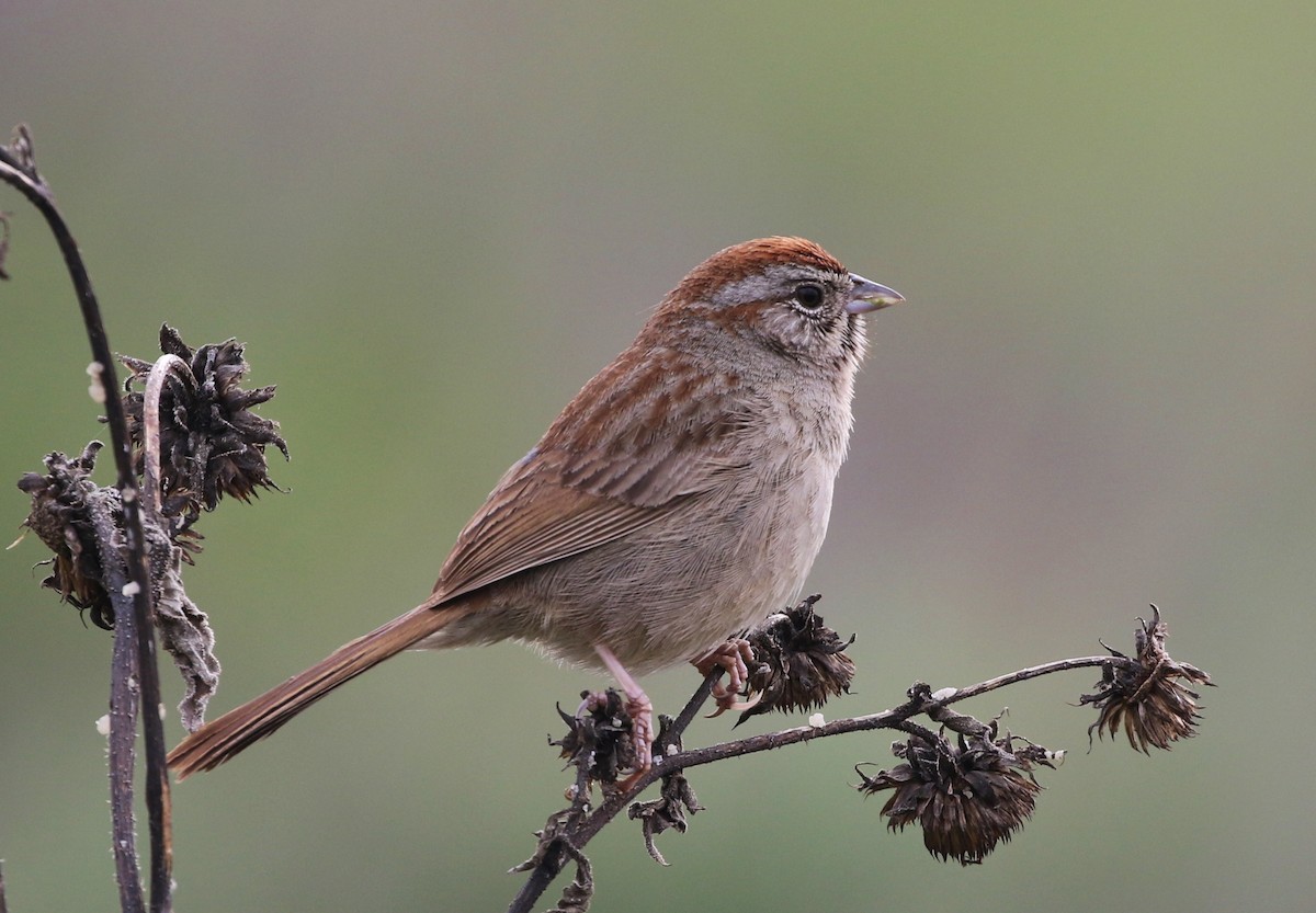 Rufous-crowned Sparrow - ML143259571