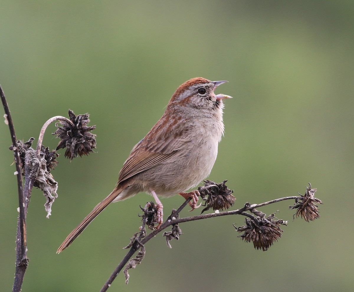 Rufous-crowned Sparrow - ML143259581