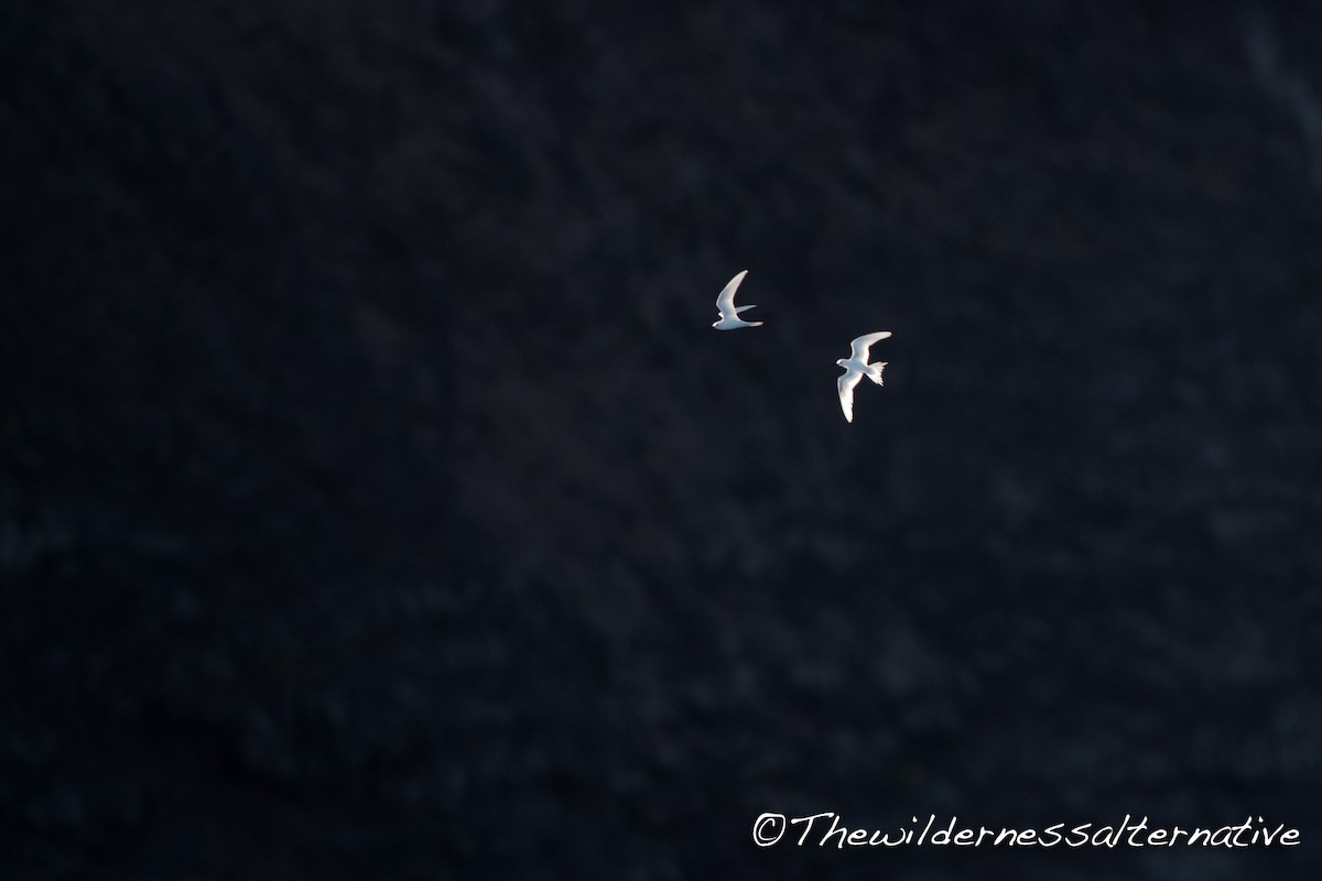 White Tern (Pacific) - ML143261451