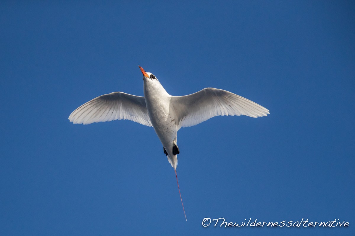 Red-tailed Tropicbird - ML143261601
