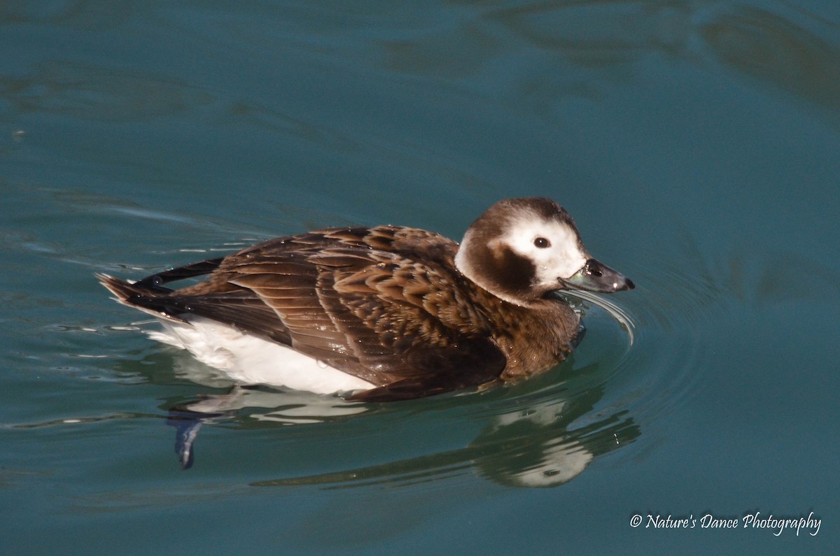 Long-tailed Duck - Nancy Barrett