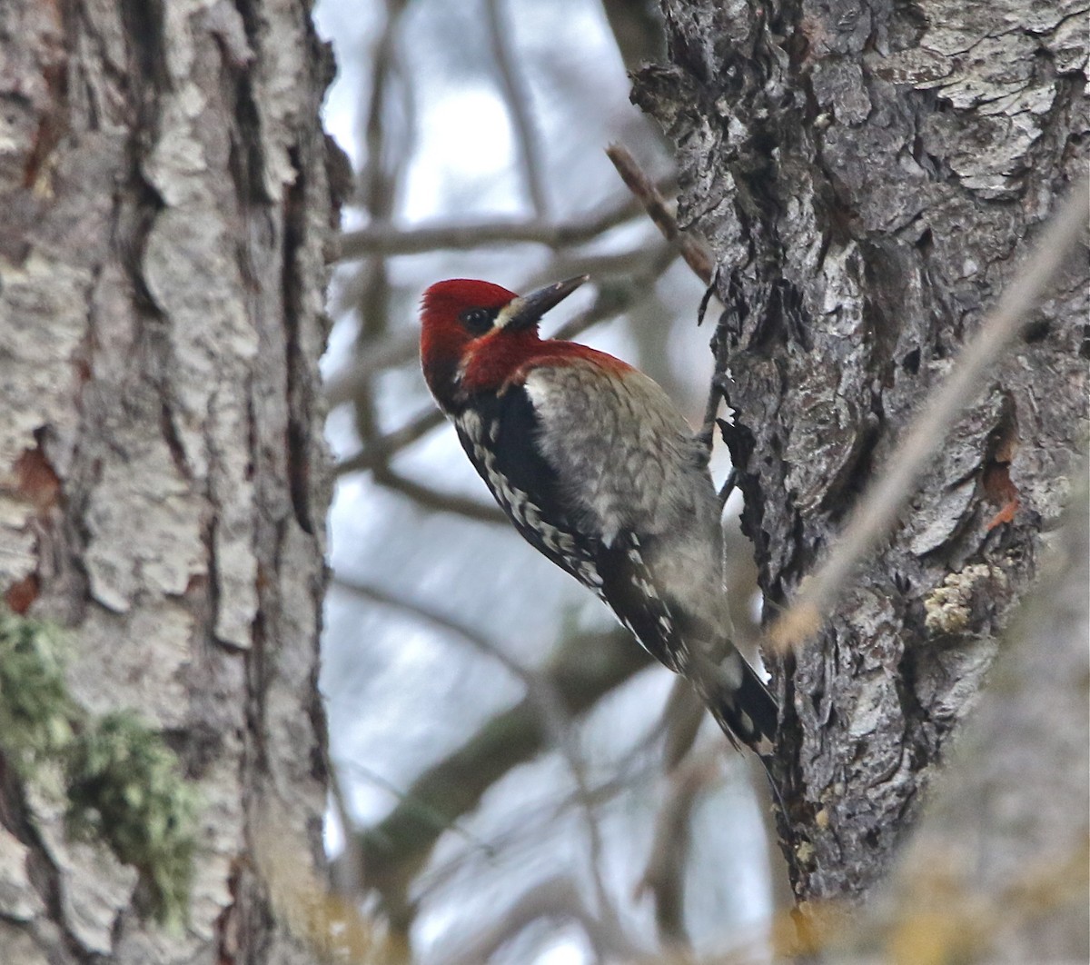 Red-breasted Sapsucker - ML143262421