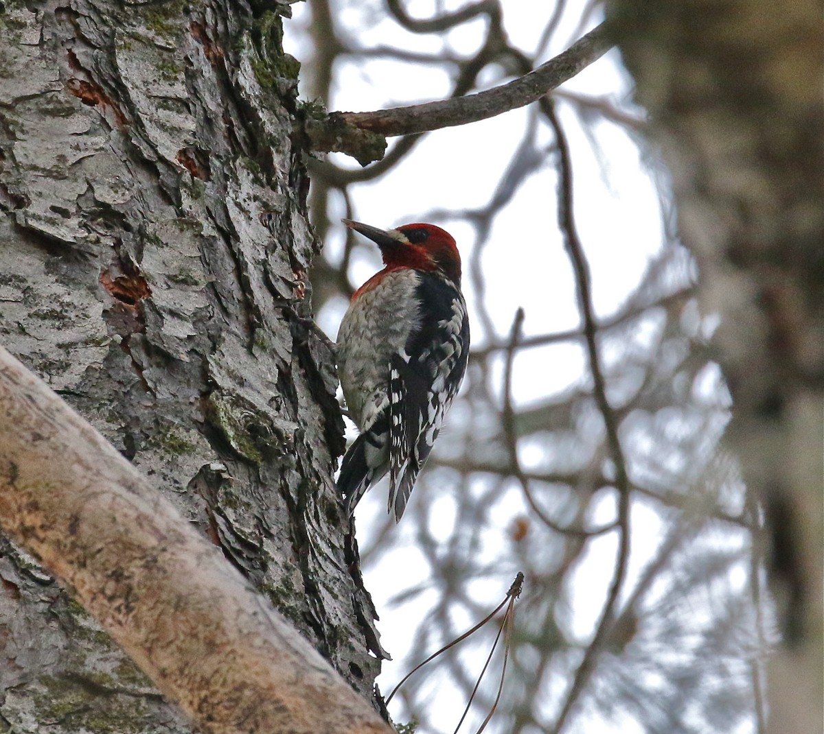 Red-breasted Sapsucker - ML143262451