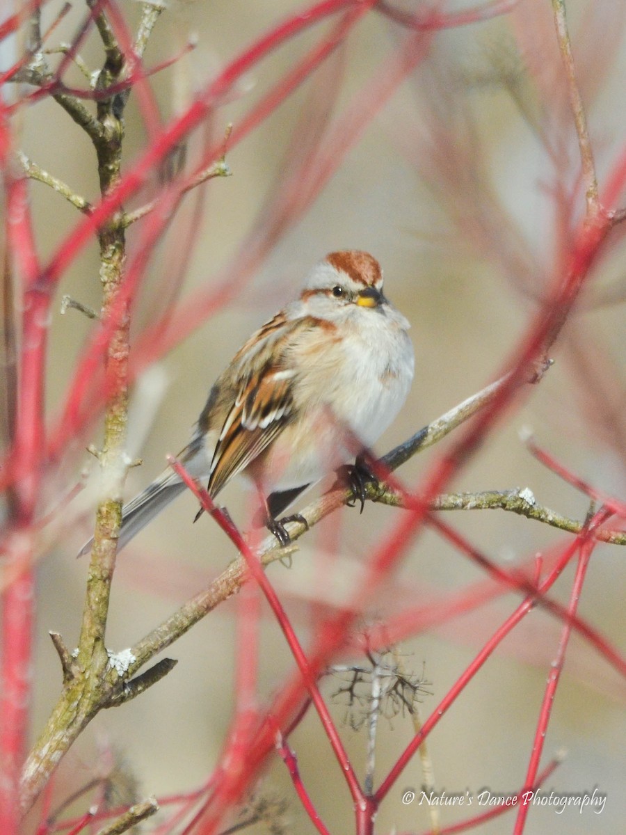 American Tree Sparrow - Nancy Barrett