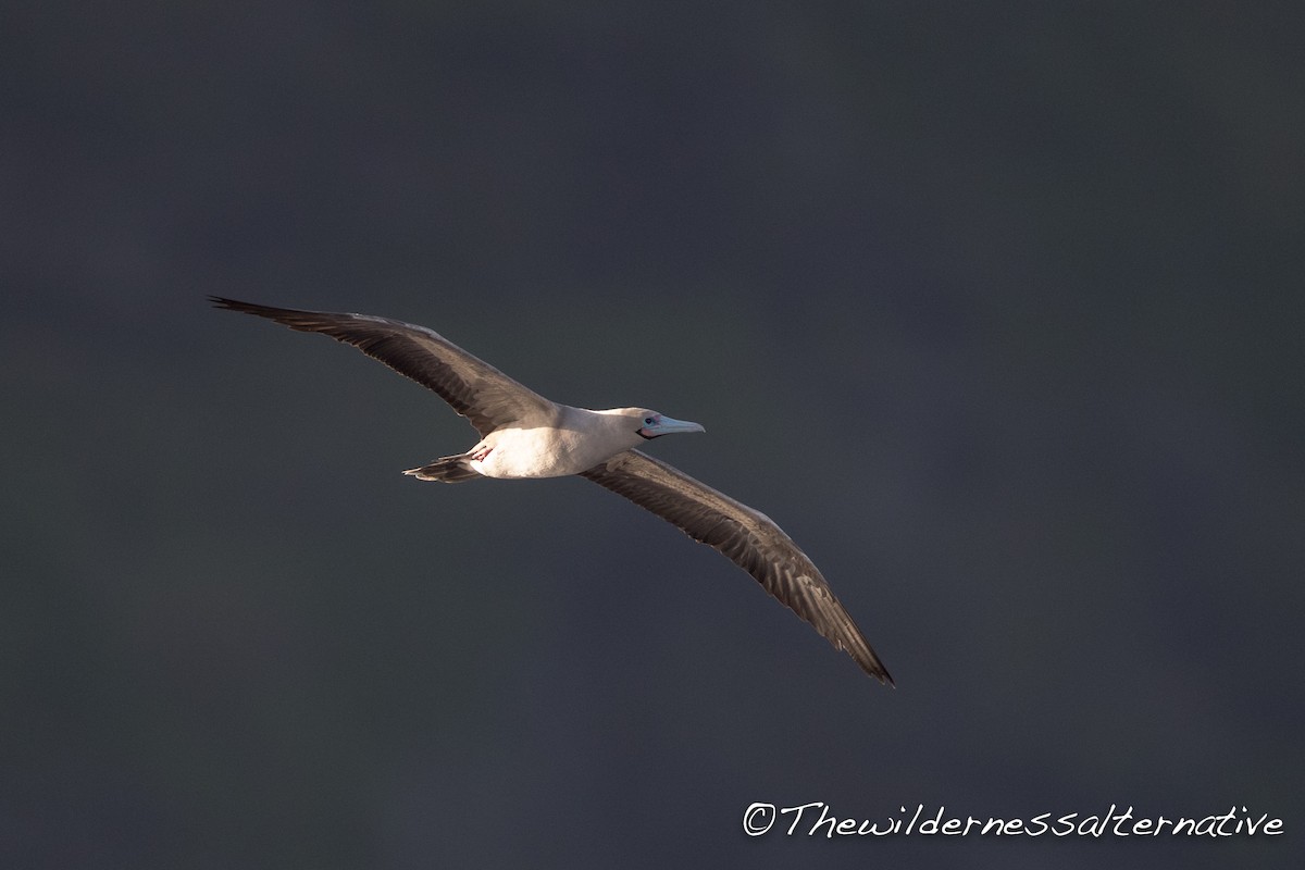 Red-footed Booby (Indopacific) - ML143263391