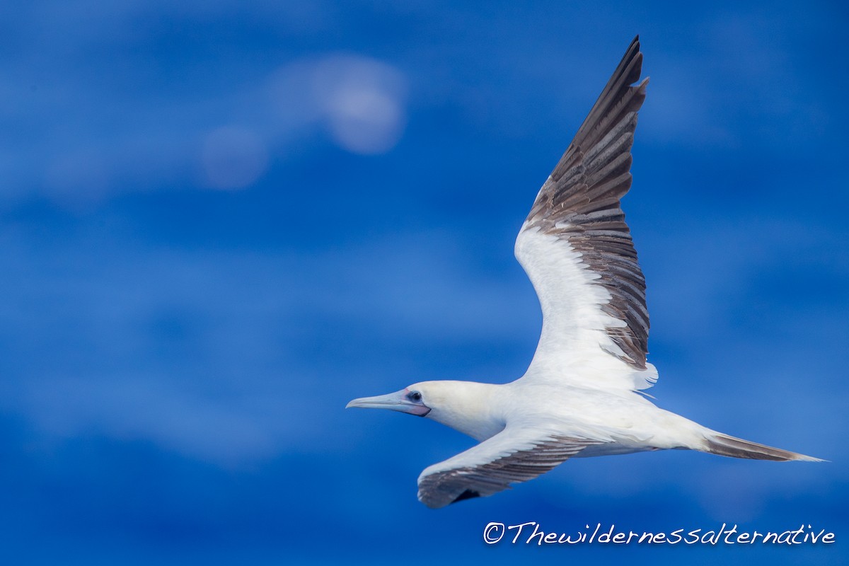 Red-footed Booby (Indopacific) - ML143263421