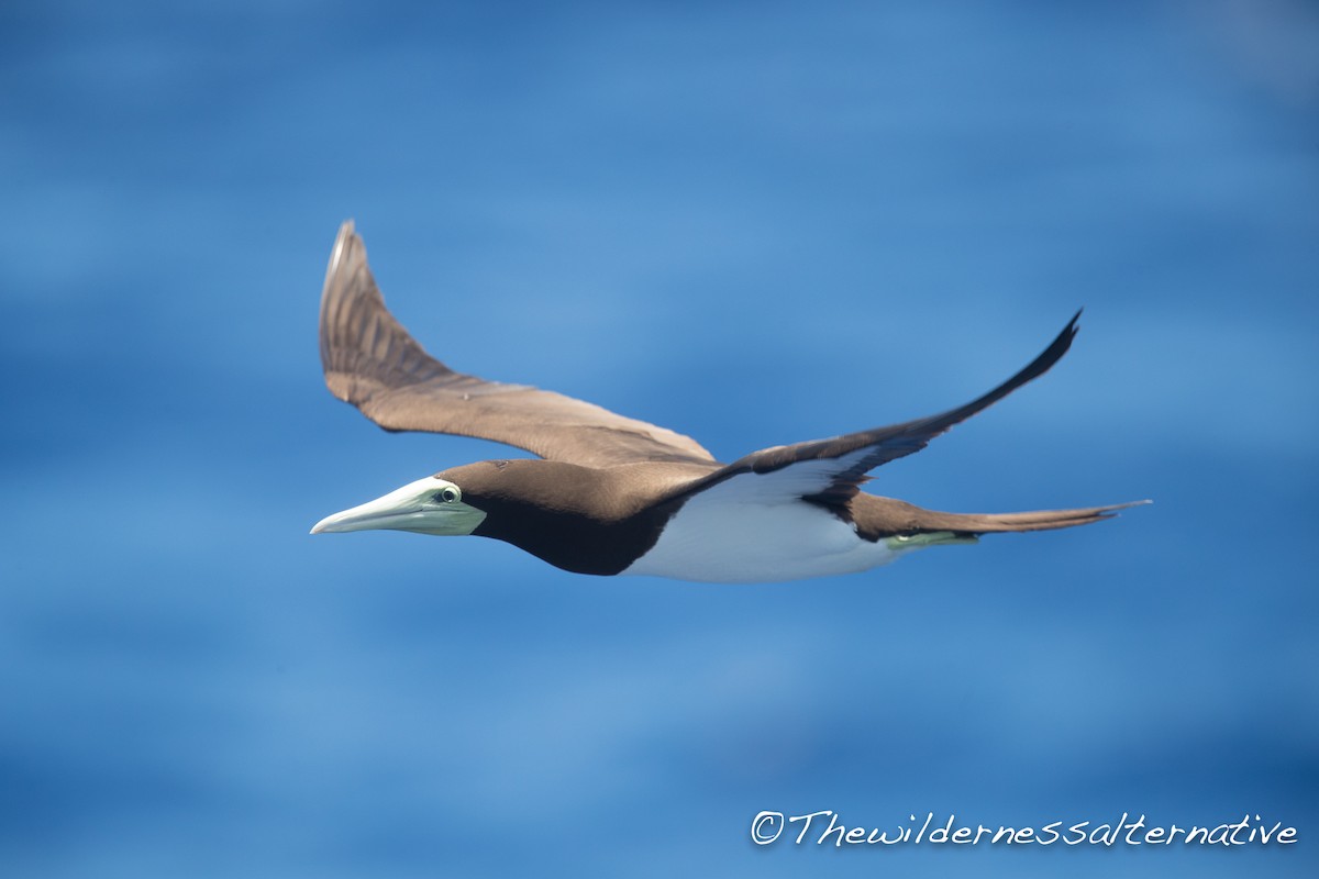 Brown Booby (Forster's) - ML143263571