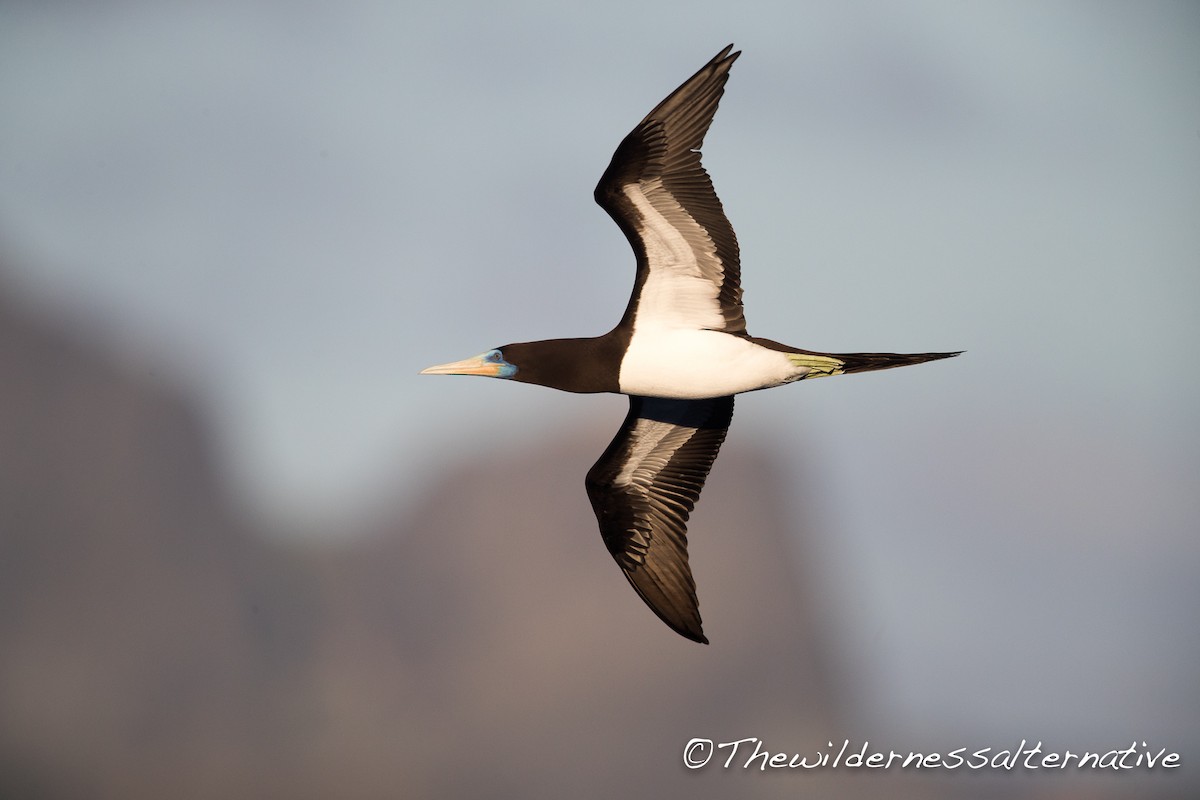 Brown Booby (Forster's) - ML143263581