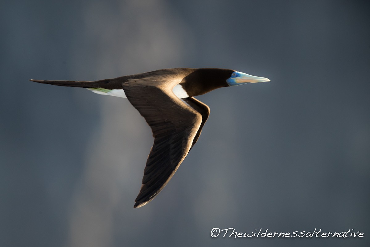 Brown Booby (Forster's) - ML143263591