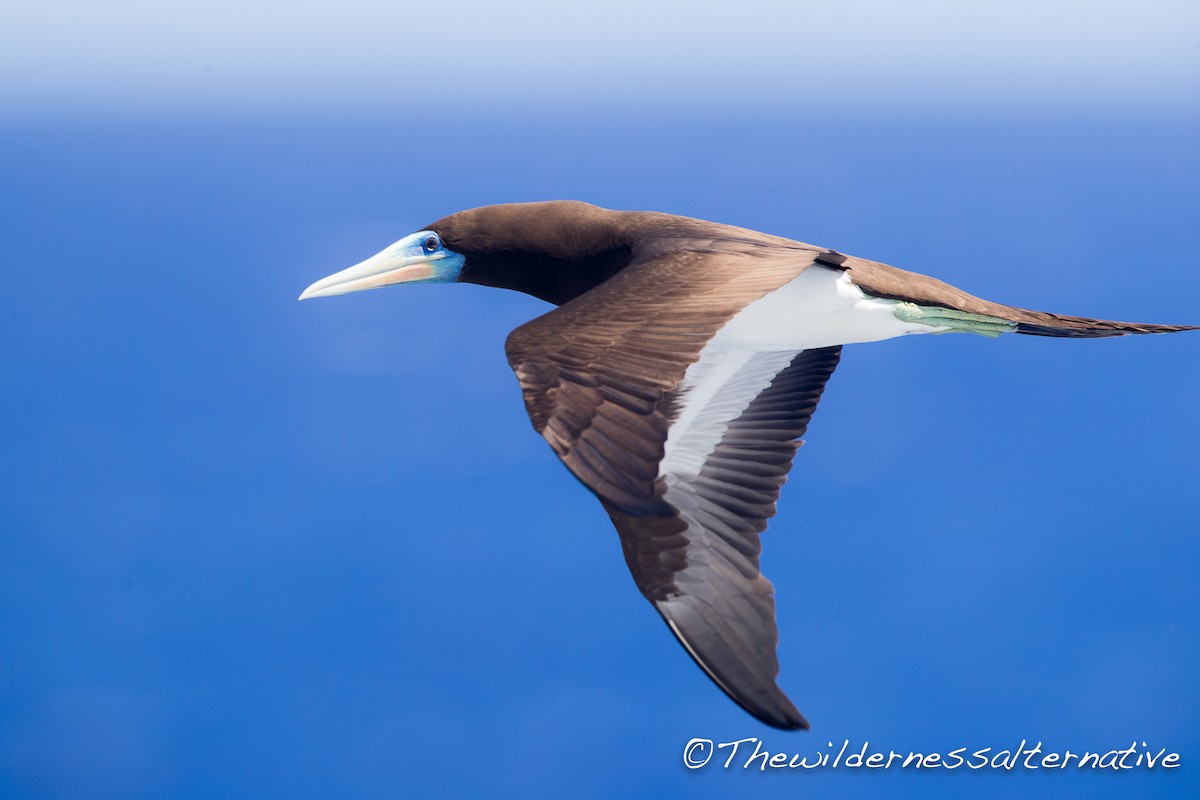 Brown Booby (Forster's) - ML143263601