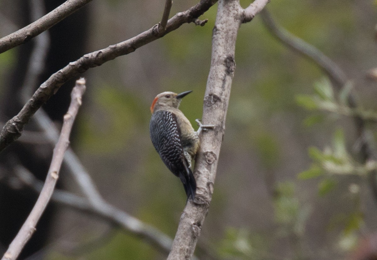 Golden-fronted Woodpecker (Velasquez's) - Simon Best