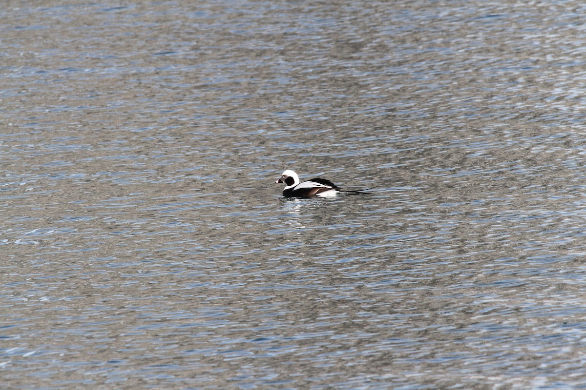 Long-tailed Duck - ML143264471