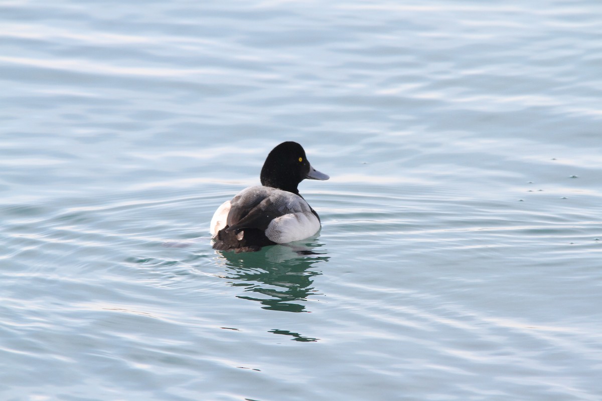 Greater Scaup - ML143265161
