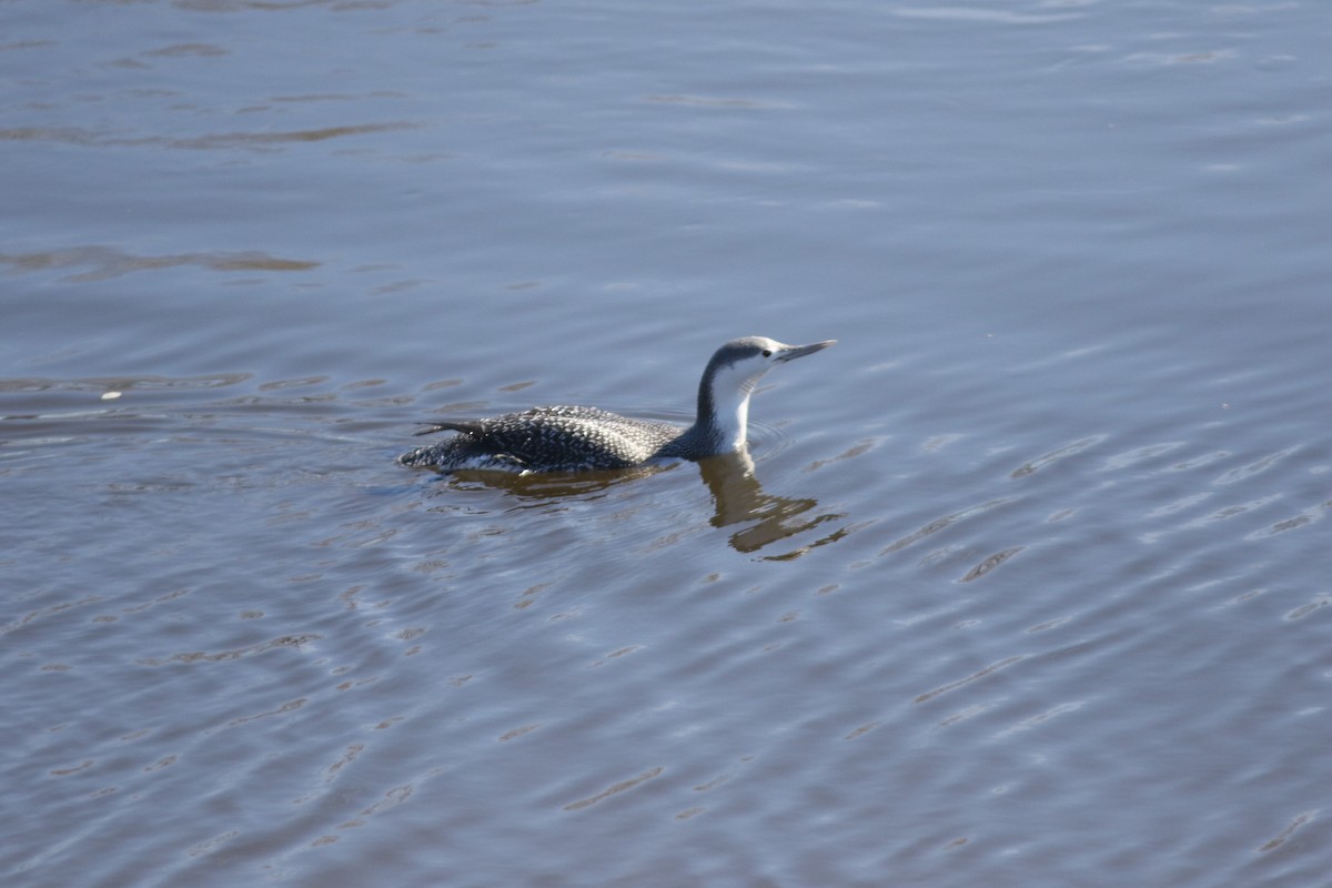 Red-throated Loon - ML143265821