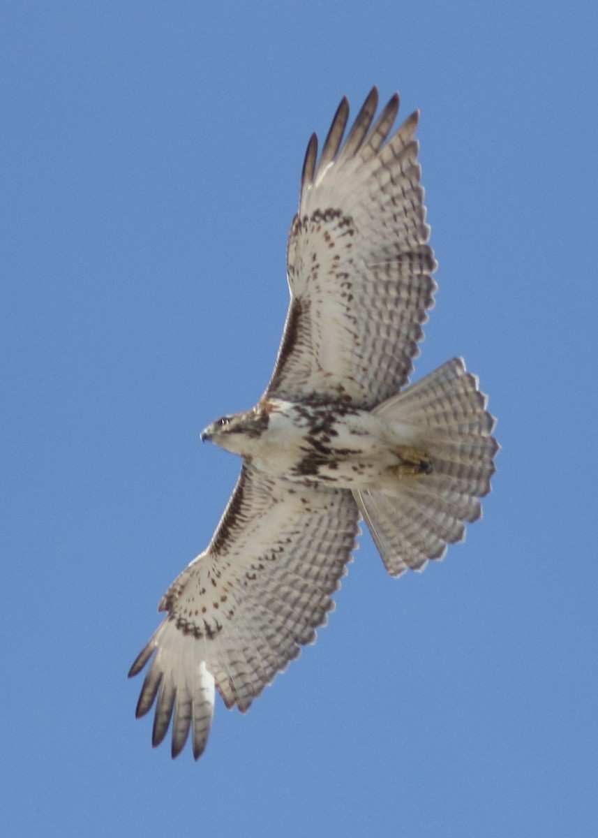 Red-tailed Hawk - ML143266171