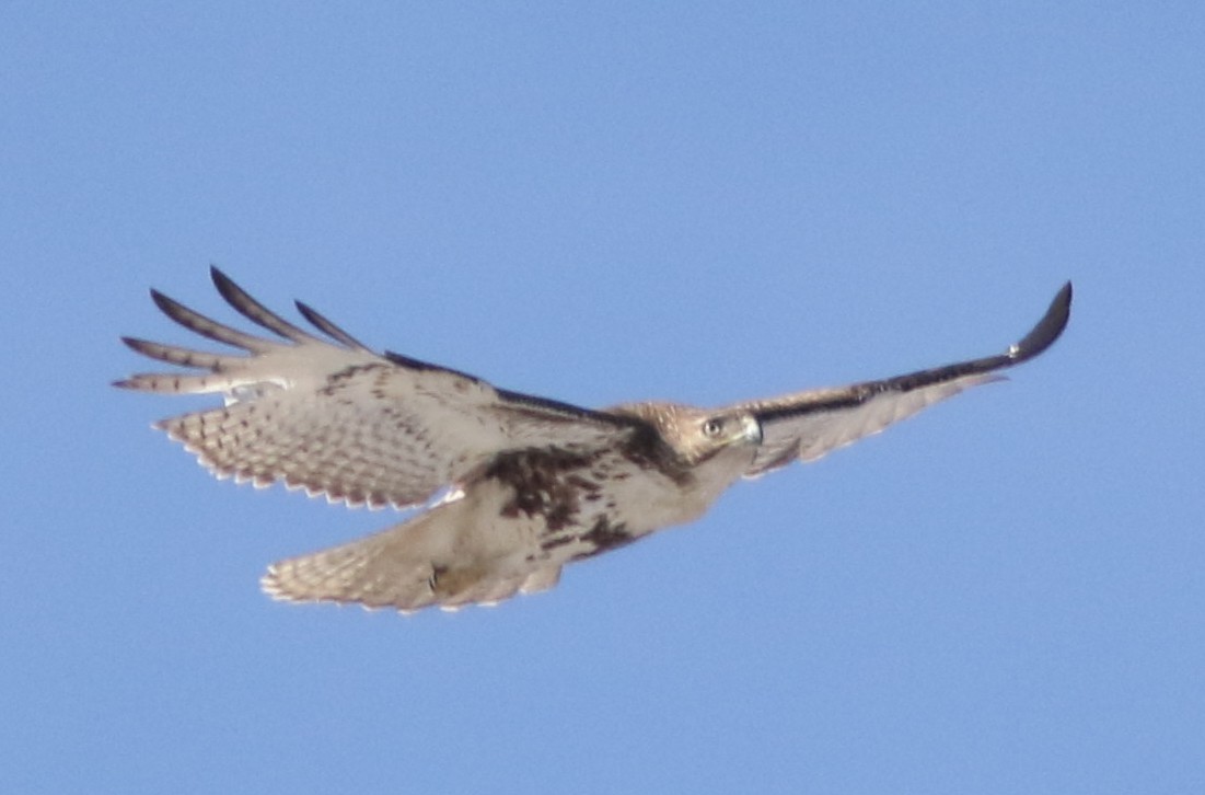 Red-tailed Hawk - ML143266191