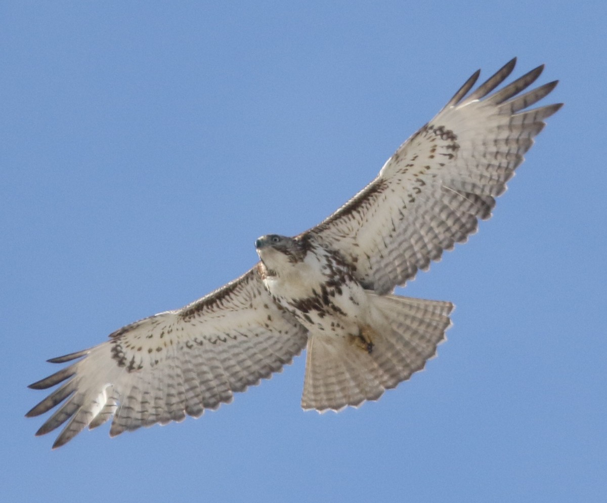 Red-tailed Hawk - ML143266221