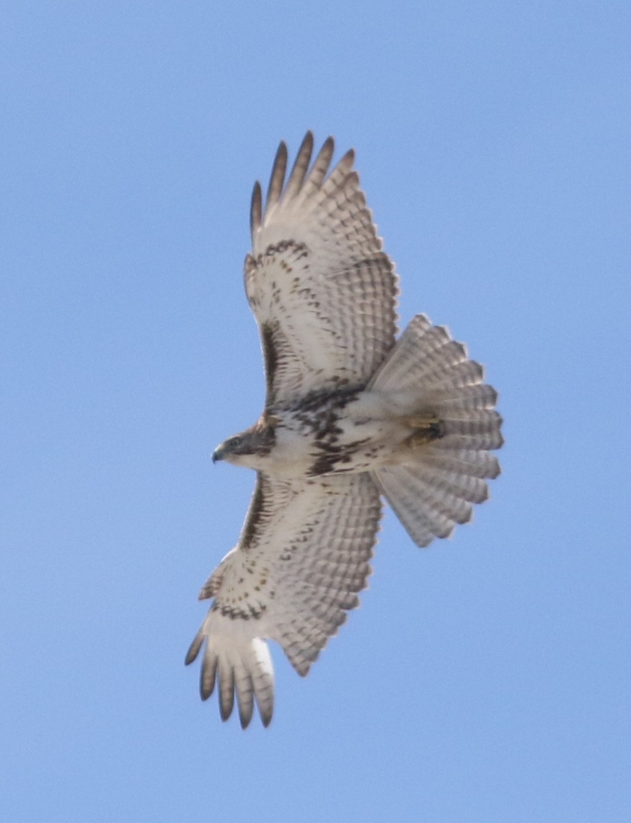 Red-tailed Hawk - ML143266251