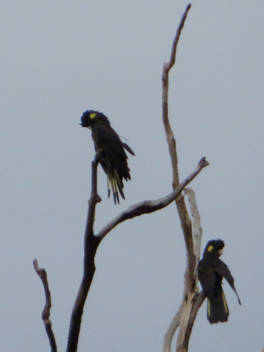 Yellow-tailed Black-Cockatoo - ML143269531