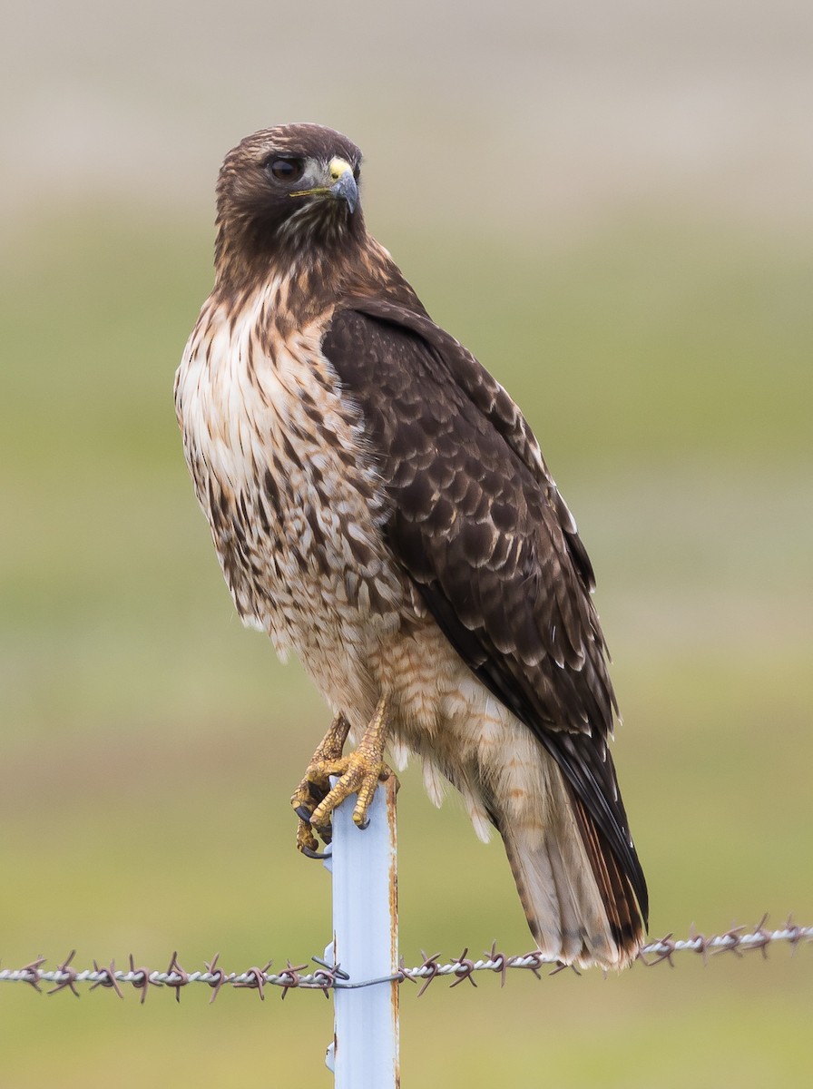 Red-tailed Hawk - Robert Doster