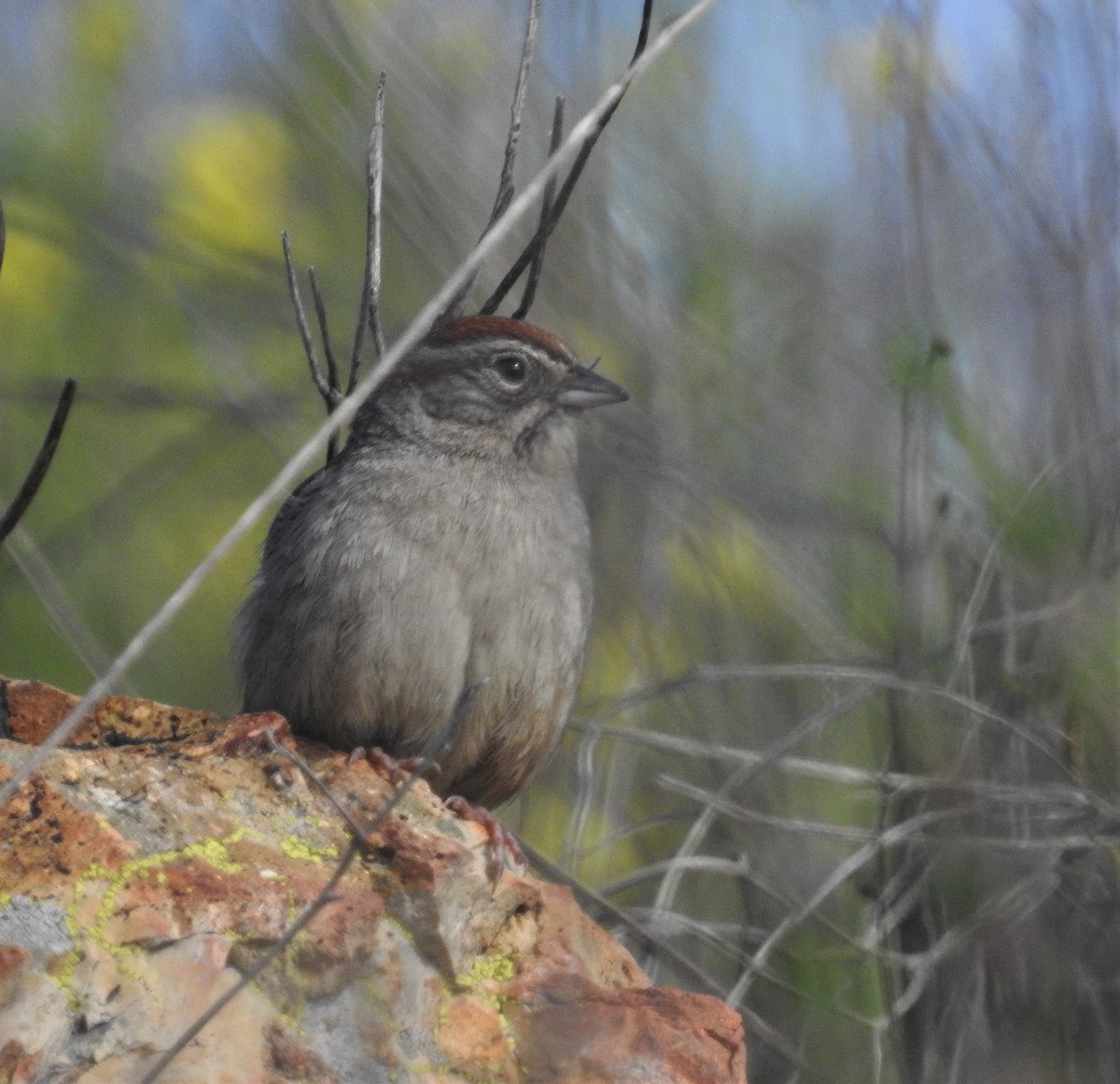 Rufous-crowned Sparrow - Diane Stinson
