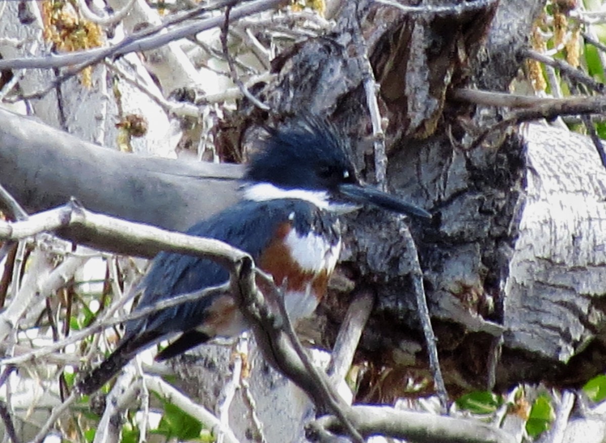 Belted Kingfisher - ML143277701