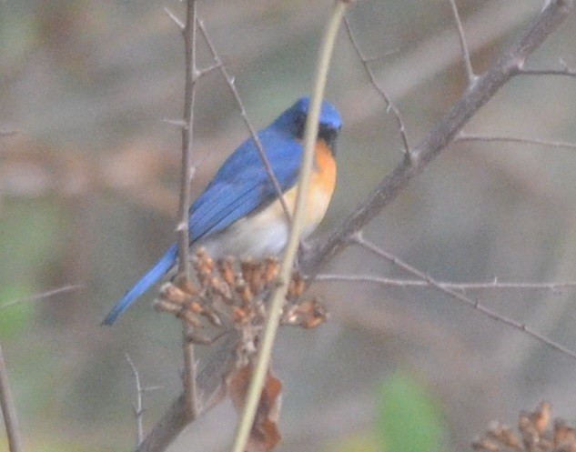 Tickell's Blue Flycatcher - Hareesha AS