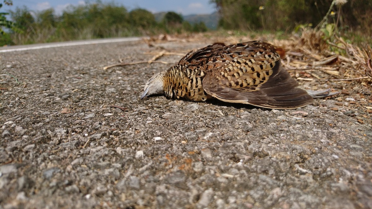 Barred Buttonquail - Christoph Moning