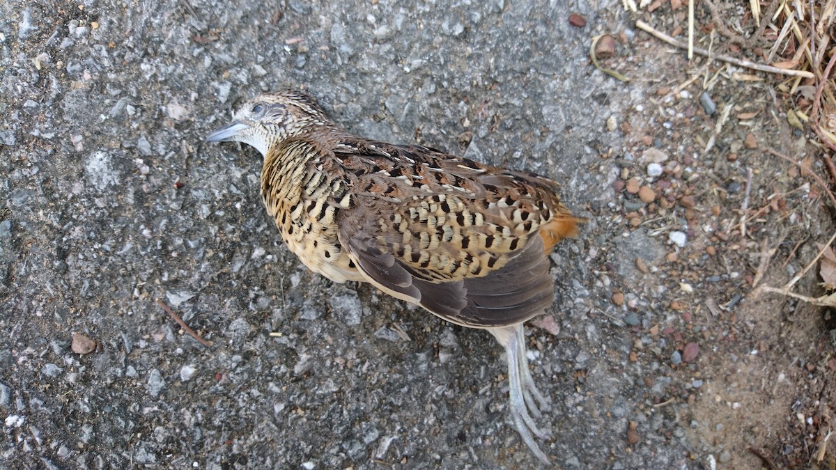 Barred Buttonquail - Christoph Moning