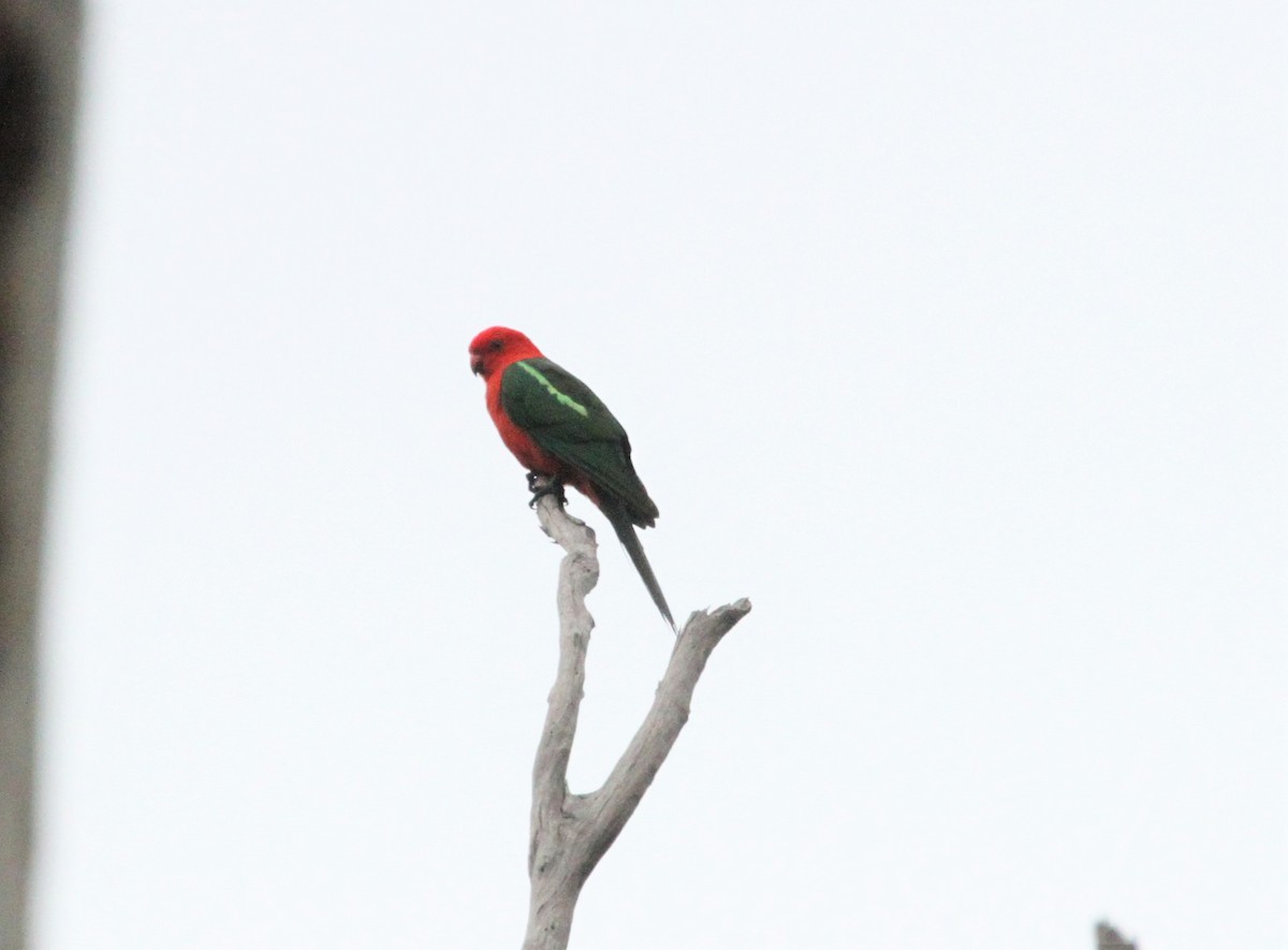 Australian King-Parrot - Stuart Pickering