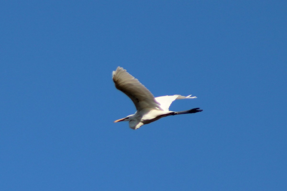 Great Egret (modesta) - Leonie Beaulieu