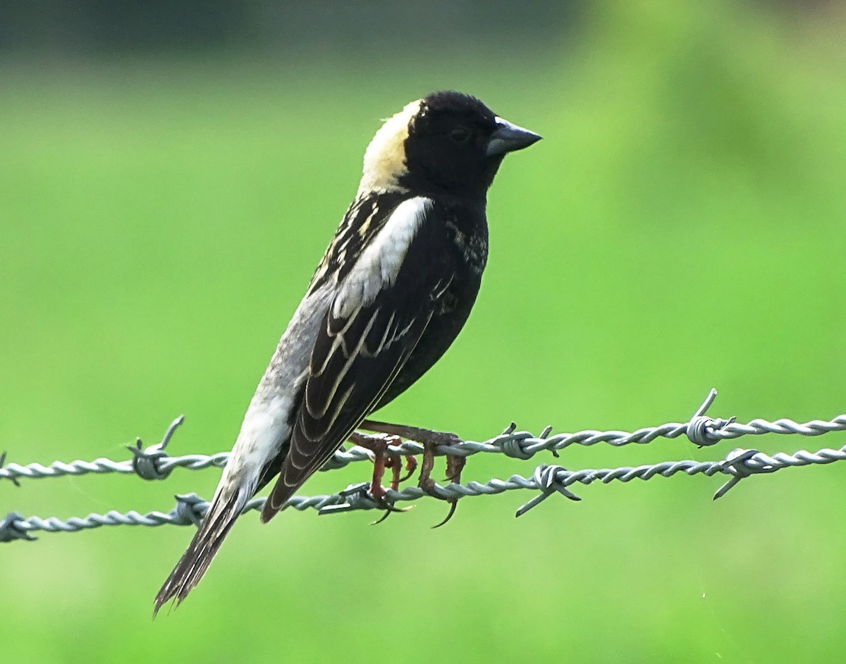 Bobolink - Peter  Dy-Liacco