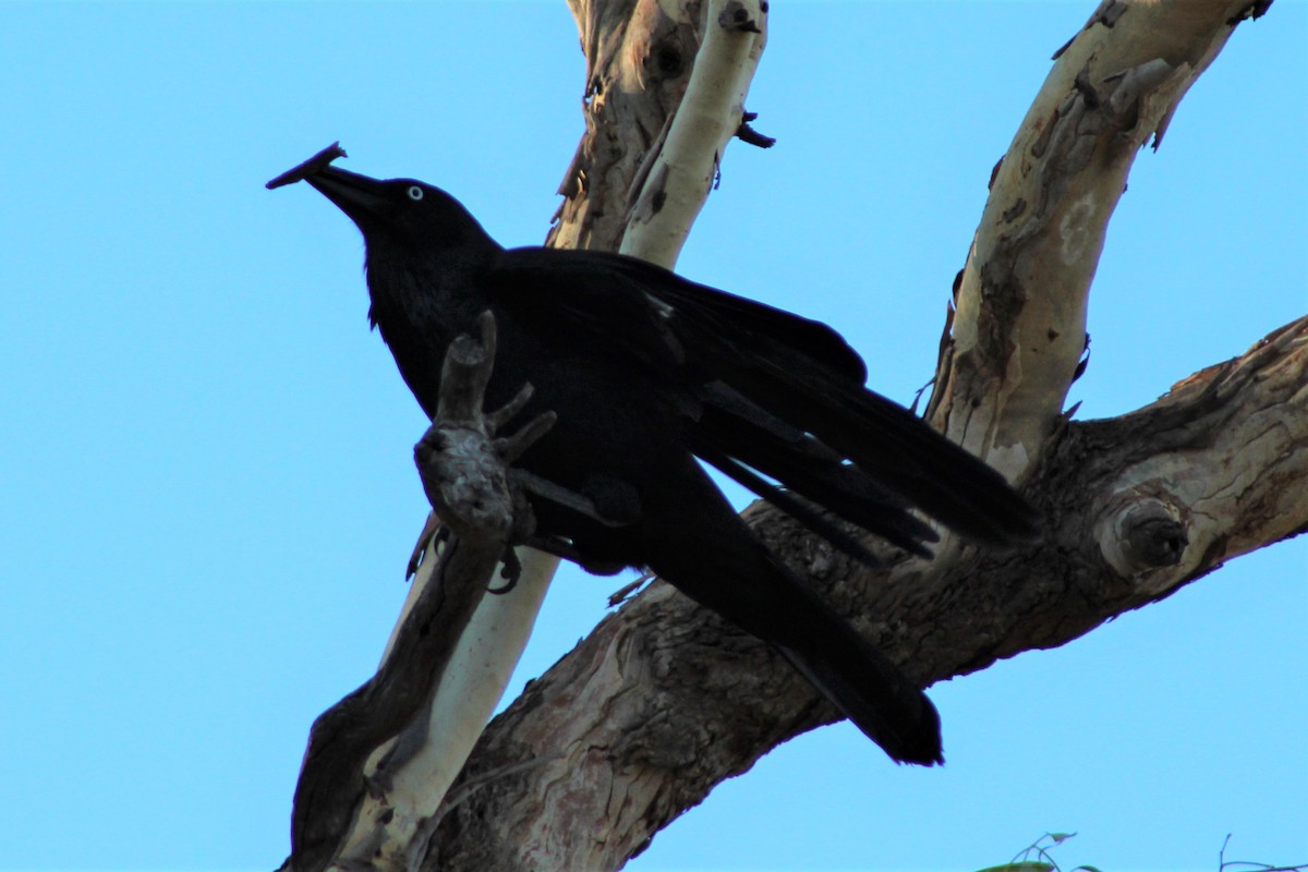 Australian Raven - ML143281371