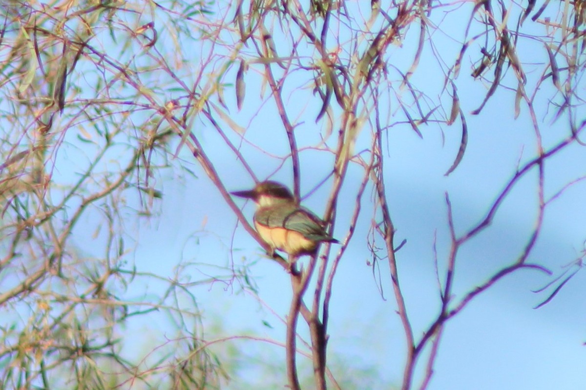 Sacred Kingfisher (Australasian) - ML143281431