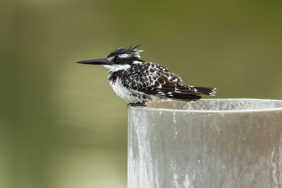 Pied Kingfisher - Brian James