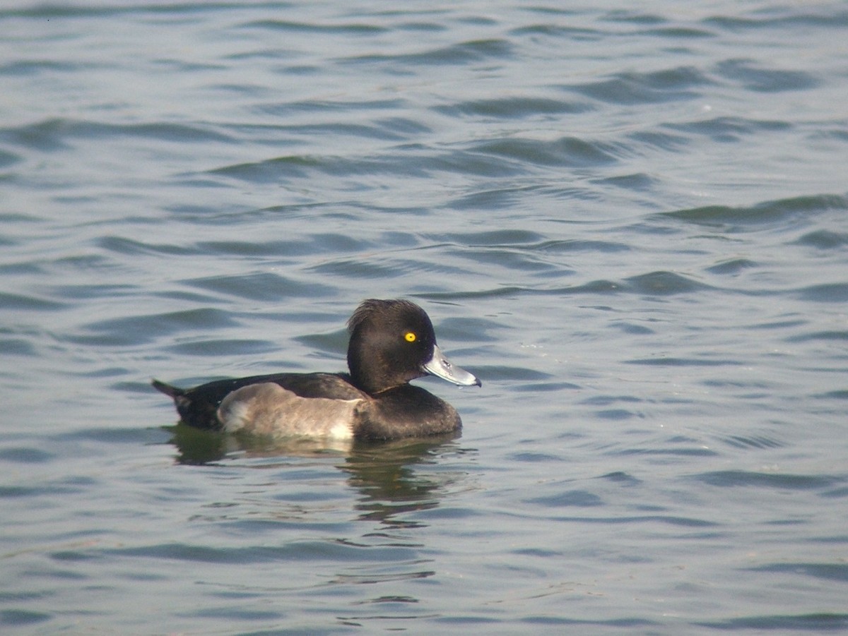 Tufted Duck - ML143284291