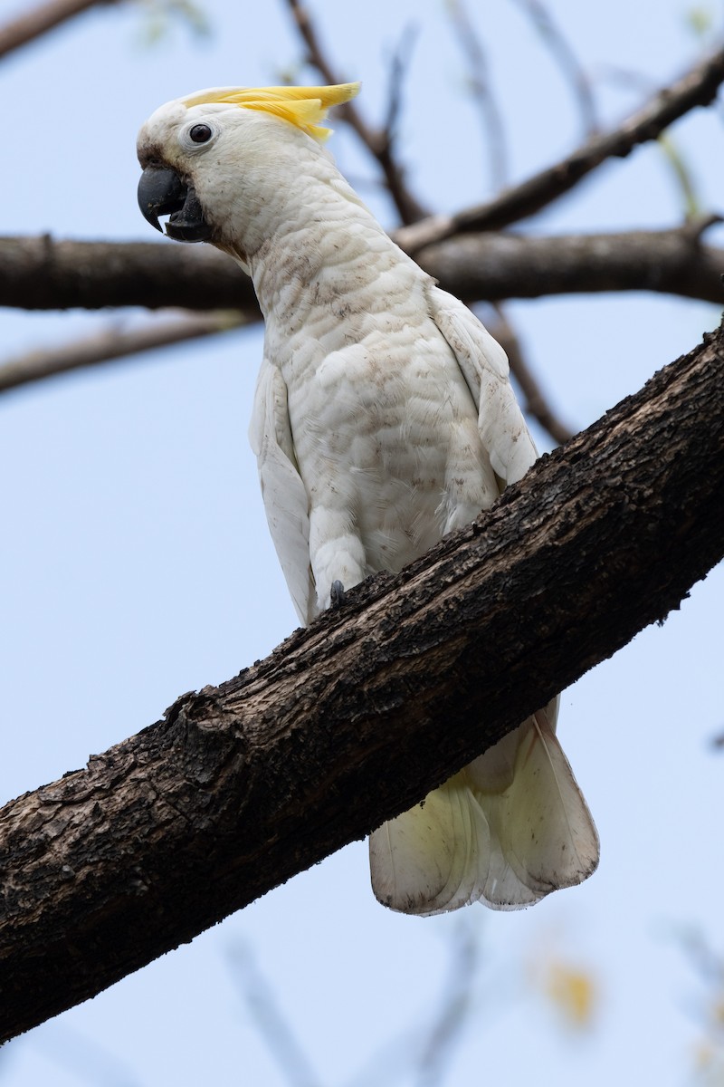 Yellow-crested Cockatoo - Mike Hooper
