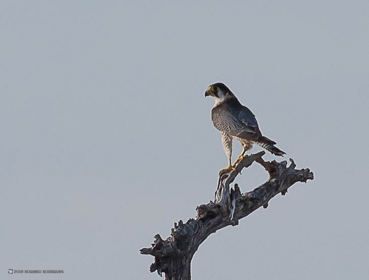 Red-necked Falcon - Rogério Rodrigues