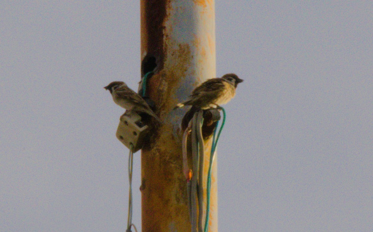 Eurasian Tree Sparrow - ML143286531