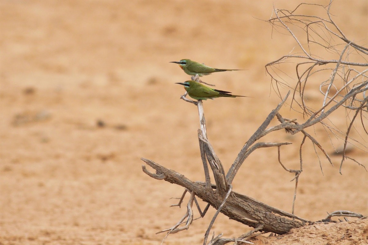 Blue-cheeked Bee-eater - ML143286601