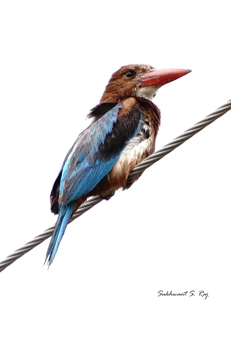 White-throated Kingfisher - Sukhwant S Raj