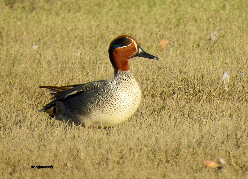 Green-winged Teal - ML143287151