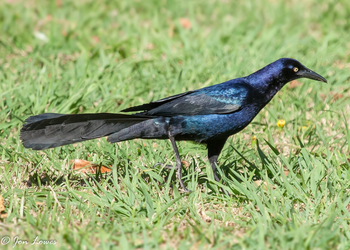 Great-tailed Grackle (Great-tailed) - ML143290821