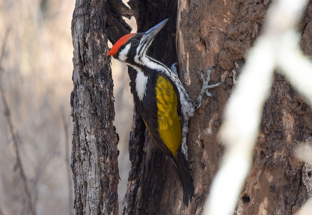 White-naped Woodpecker - Bruce Wedderburn