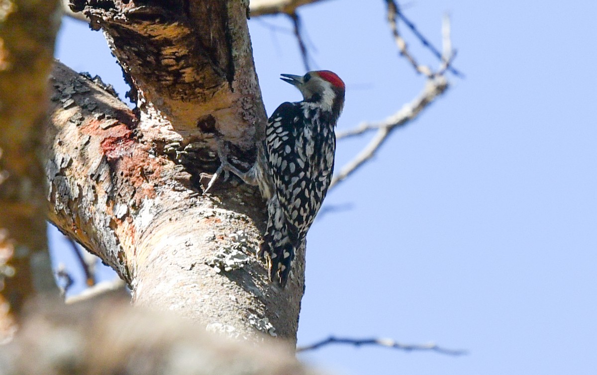 Yellow-crowned Woodpecker - Bruce Wedderburn