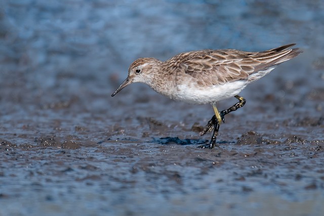 Formative Sharp-tailed Sandpiper. - Sharp-tailed Sandpiper - 