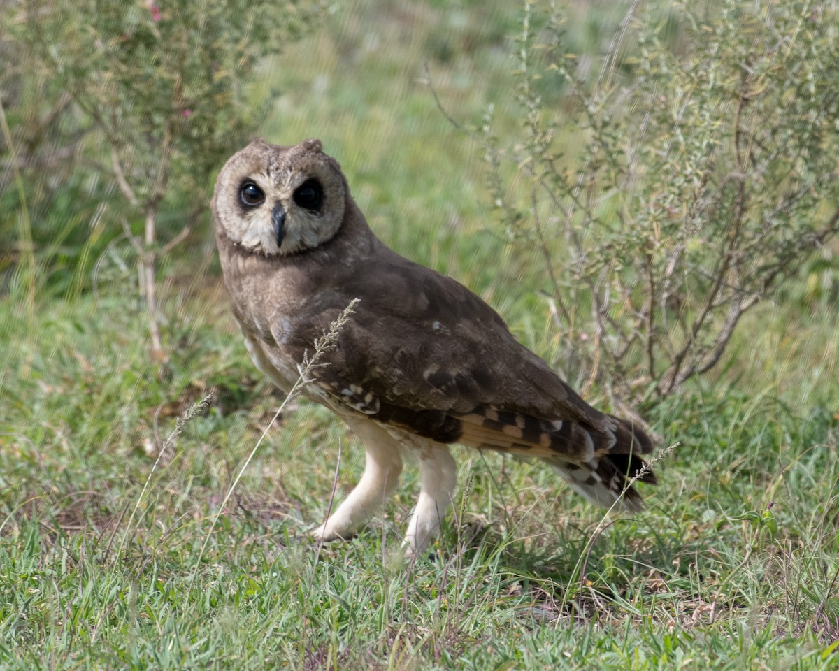 Marsh Owl - Mark Vukovich