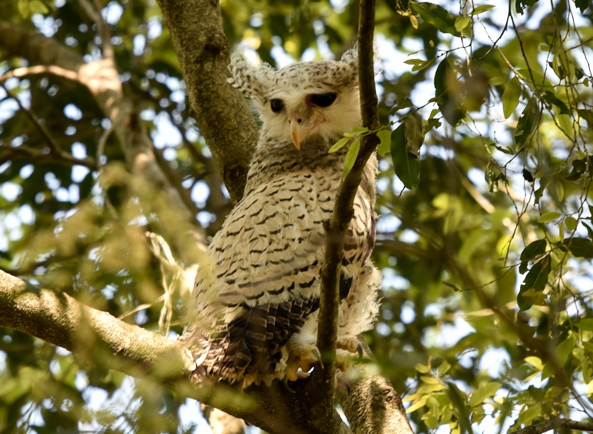 Spot-bellied Eagle-Owl - ML143292761