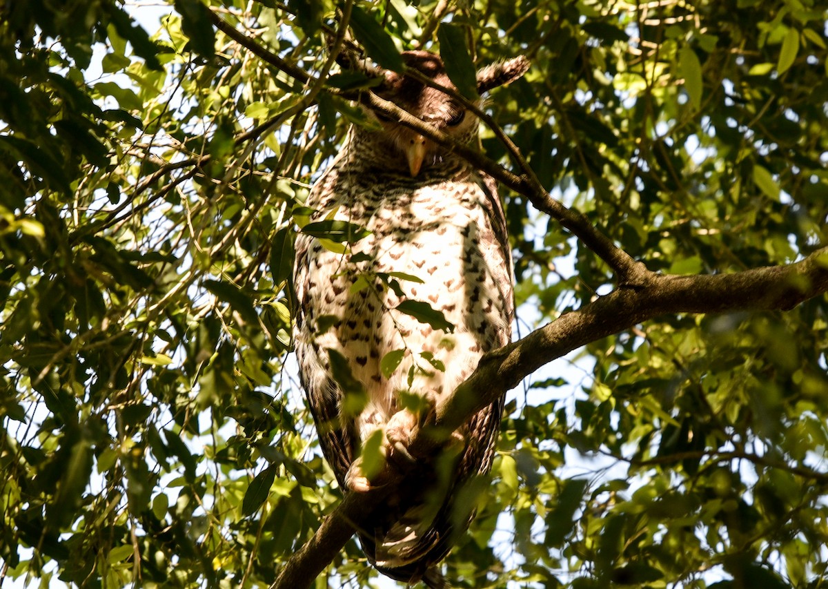 Spot-bellied Eagle-Owl - ML143292841